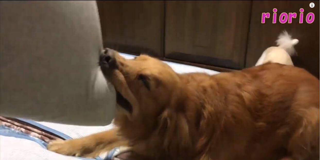 ゴールデンレトリーバー,動画