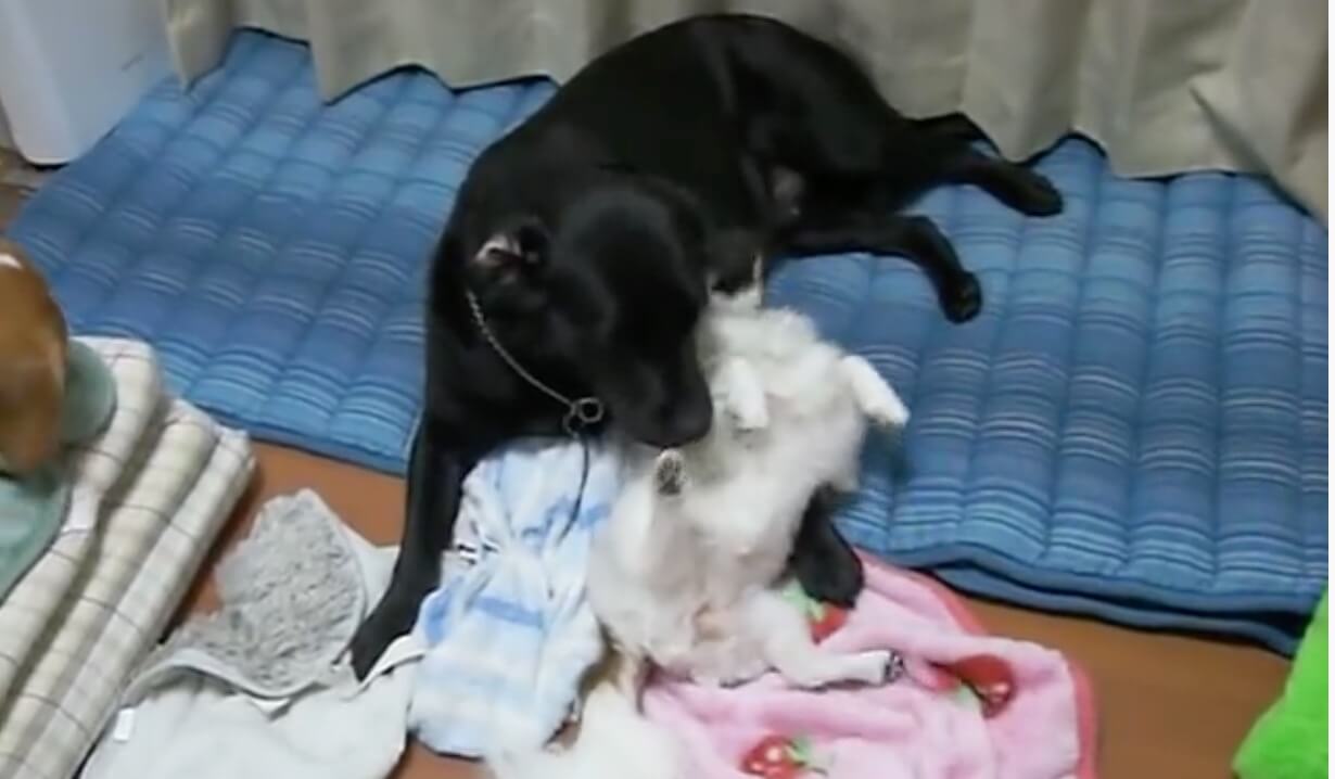 ラブラドールレトリーバー,動画