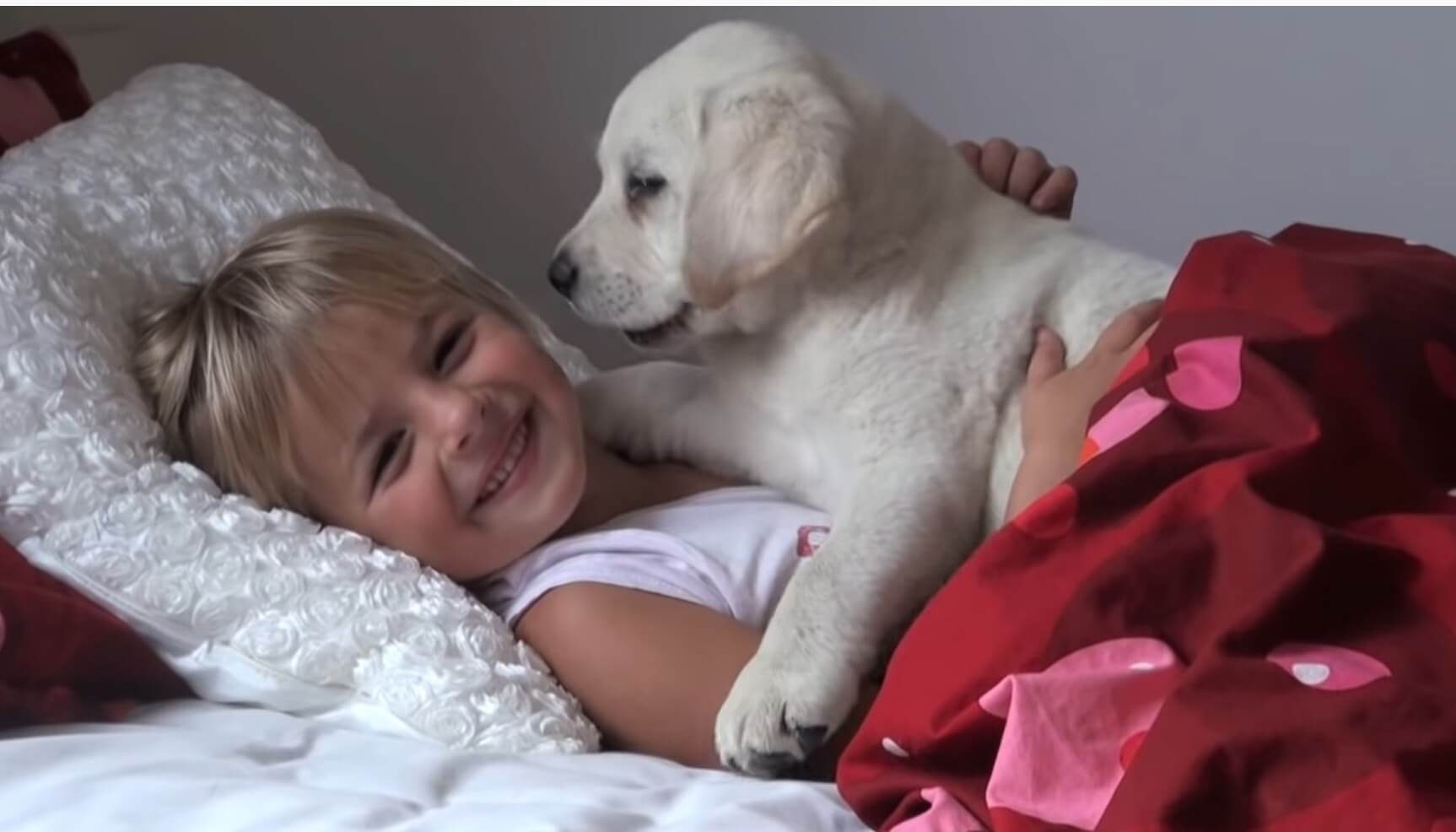 ラブラドールレトリーバー,動画