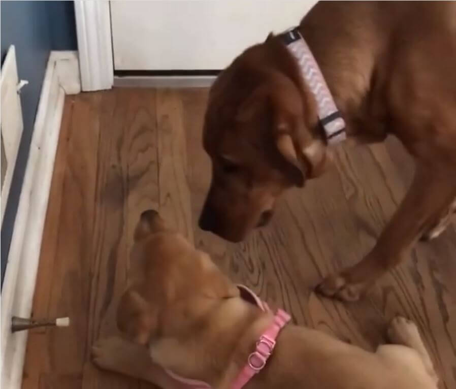 ラブラドールレトリーバー,動画