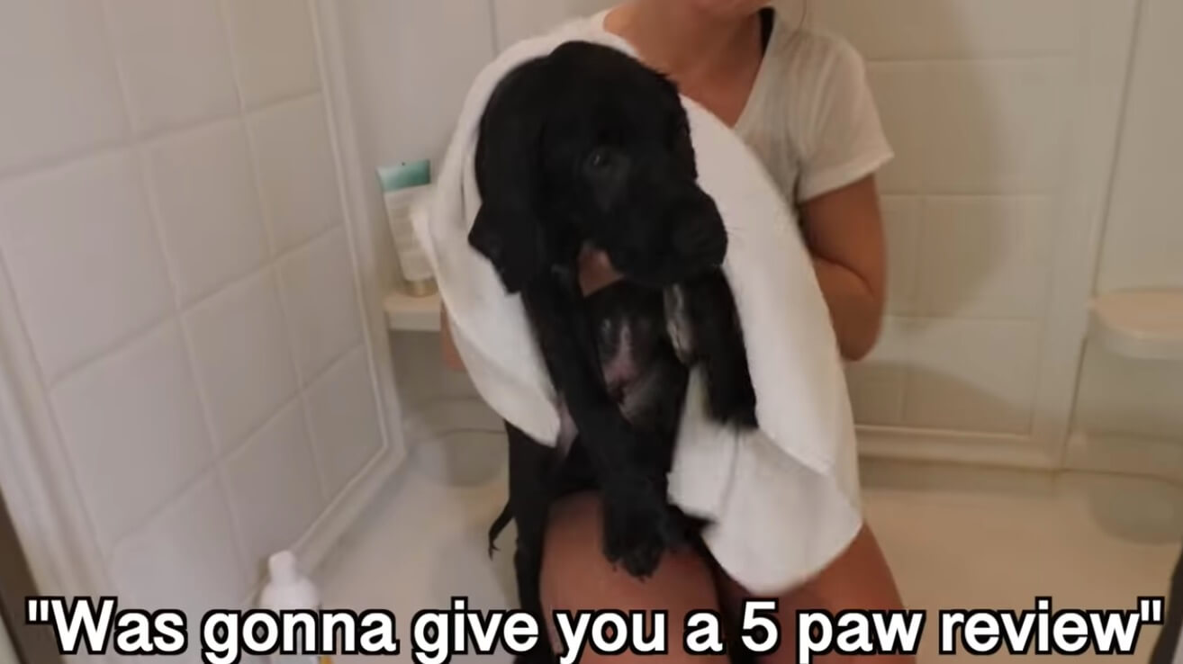 ラブラドールレトリーバー,動画