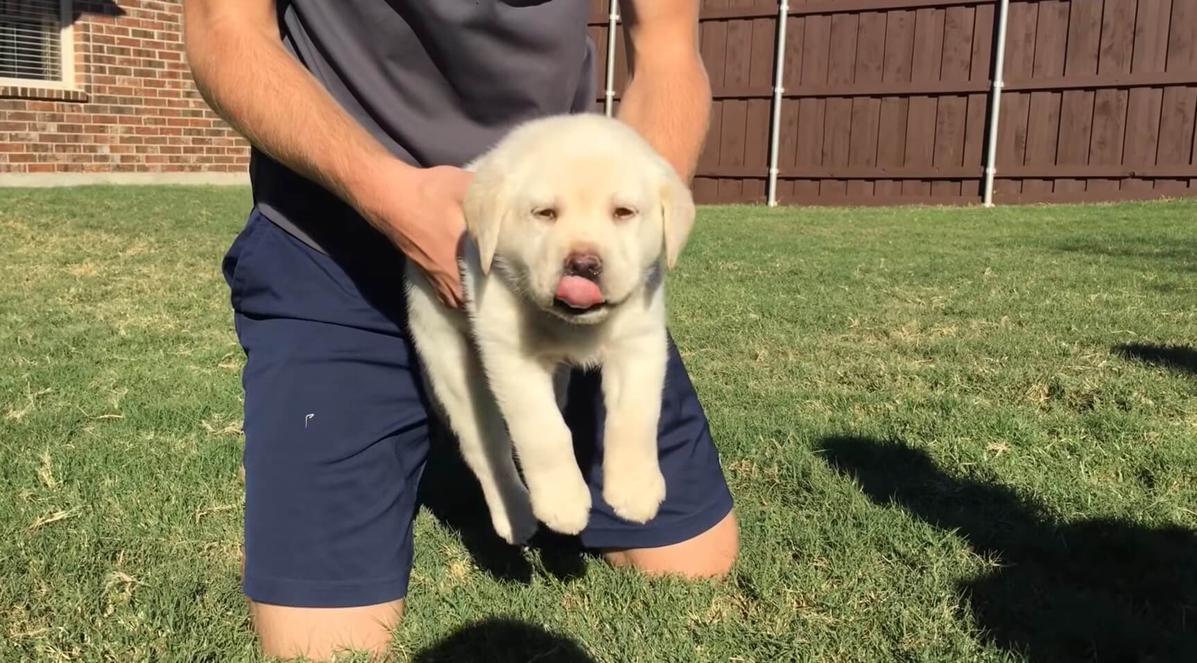 ラブラドールレトリーバー,動画