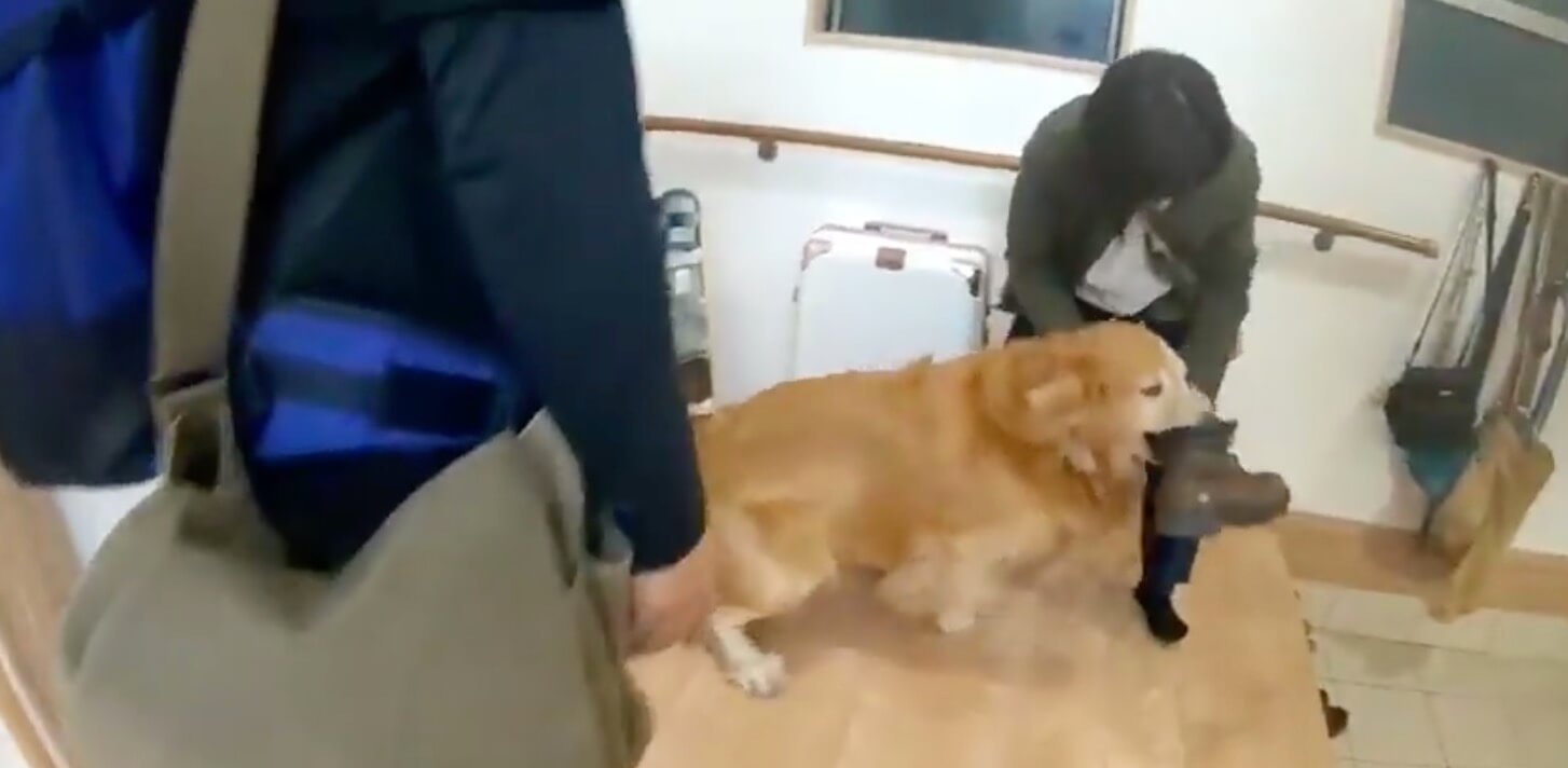 ゴールデンレトリーバー,動画