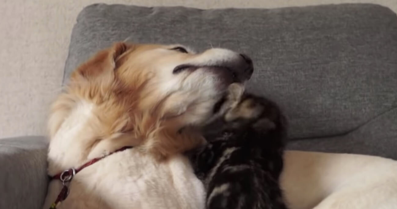 ゴールデンレトリーバー,動画