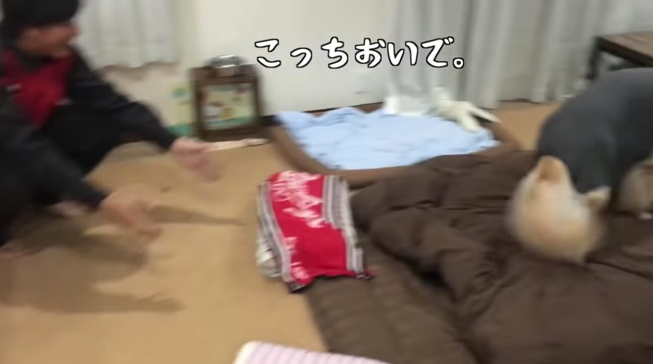 ゴールデンレトリーバー,動画