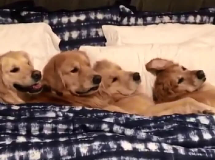 ゴールデンレトリーバー,動画