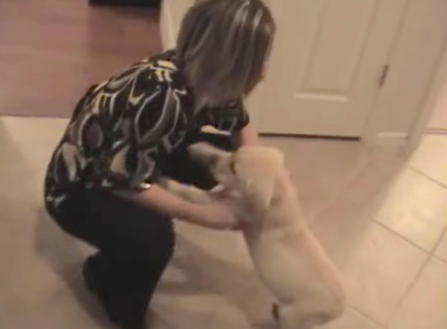 ラブラドールレトリーバー,動画