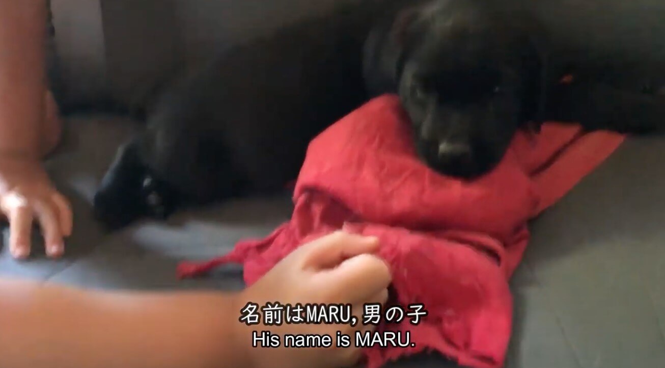 ラブラドールレトリーバー,動画