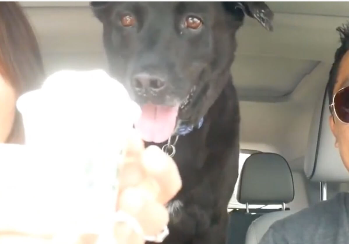 ラブラドールレトリーバー,動画