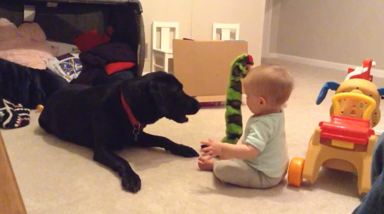 ラブラドールレトリーバー,動画