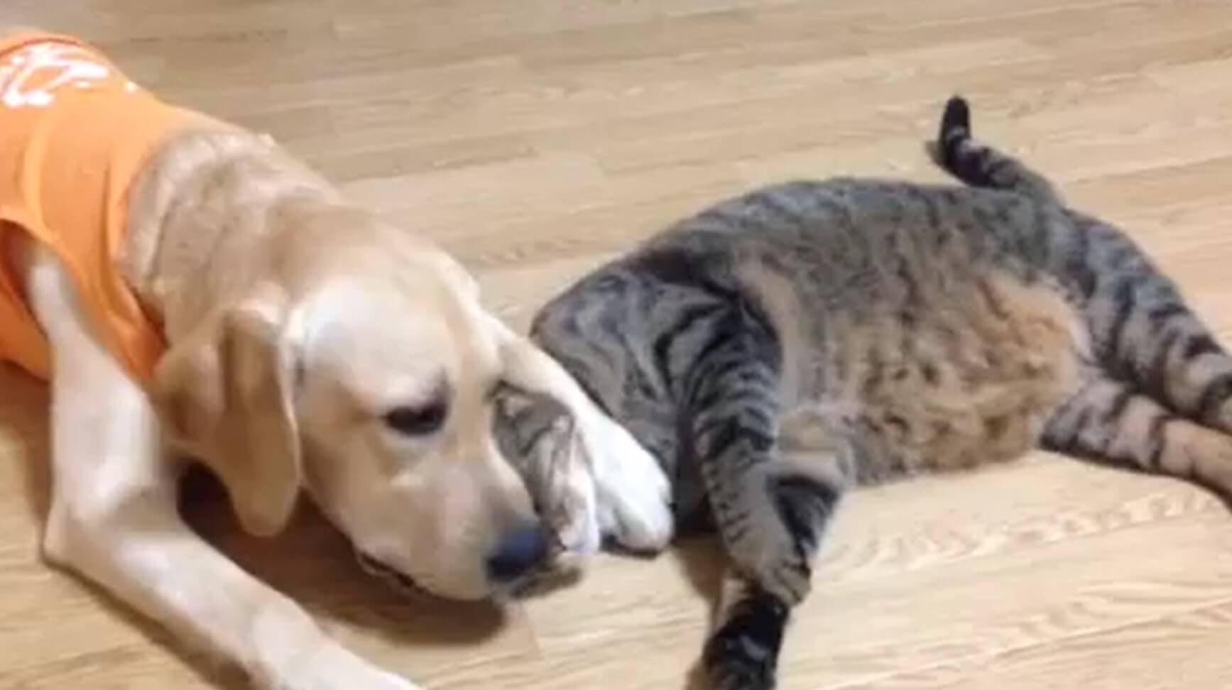 ラブラドールレトリーバー,動画