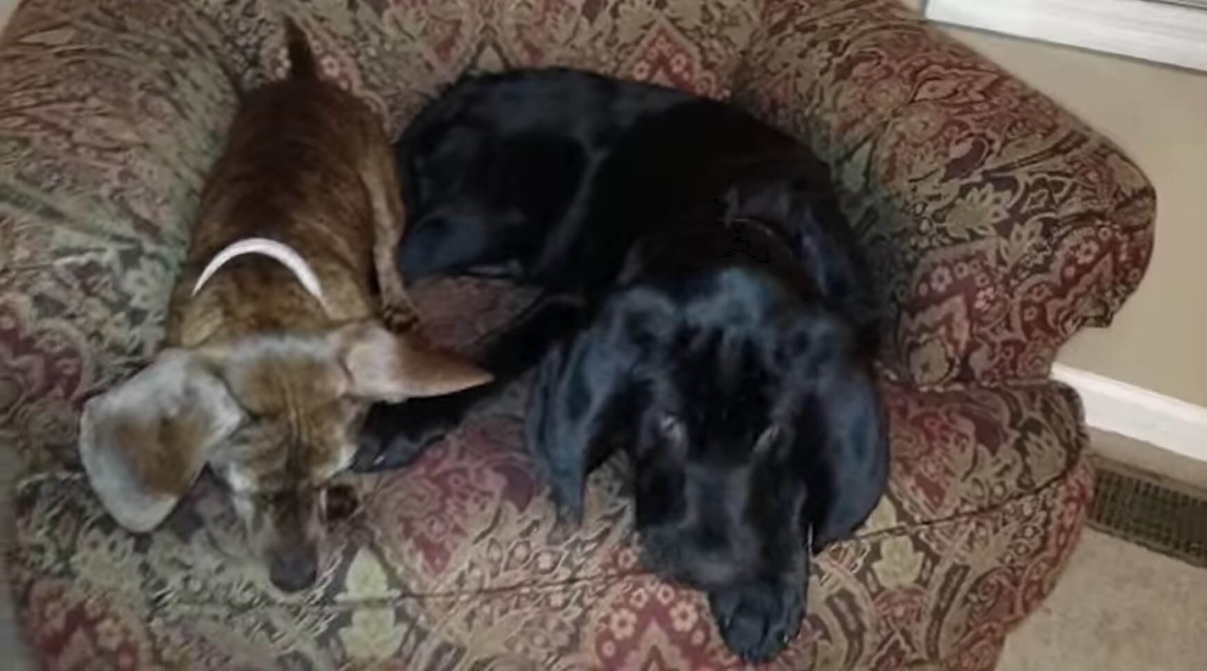 ラブラドールレトリーバー,動画