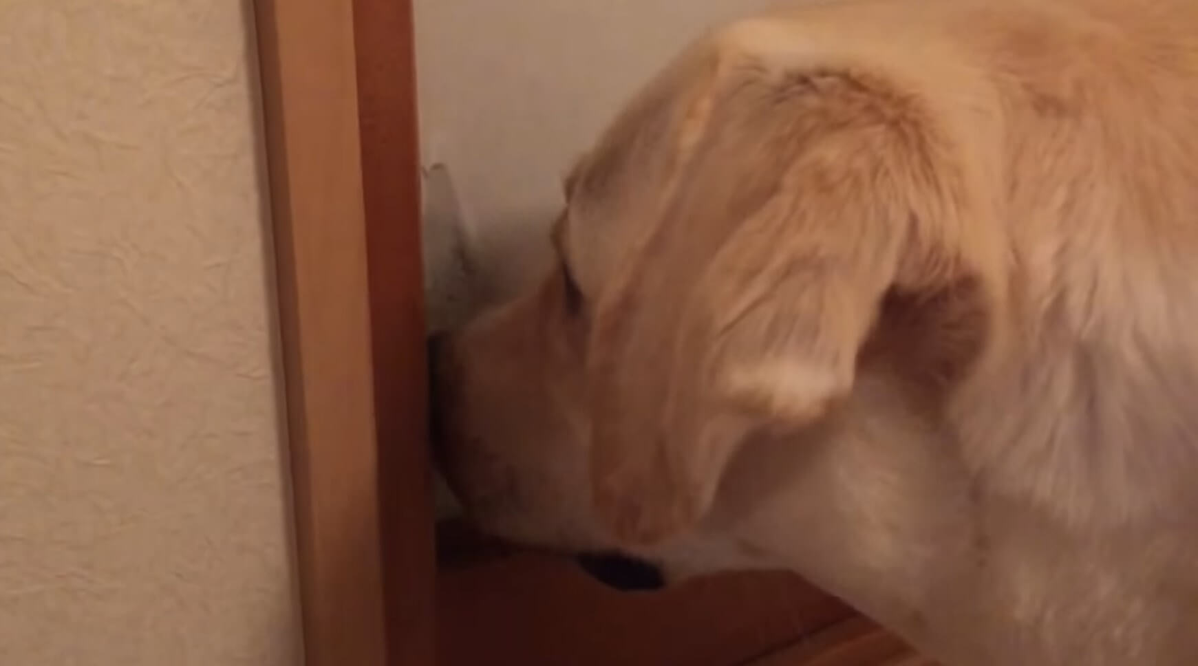 ラブラドールレトリーバー,動画