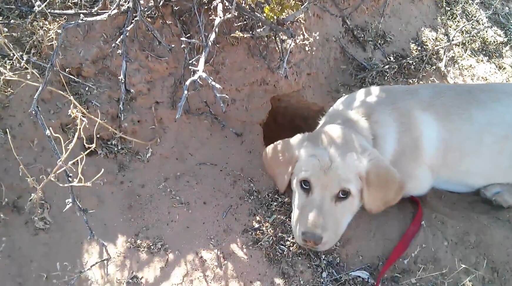 ラブラドールレトリーバー,動画