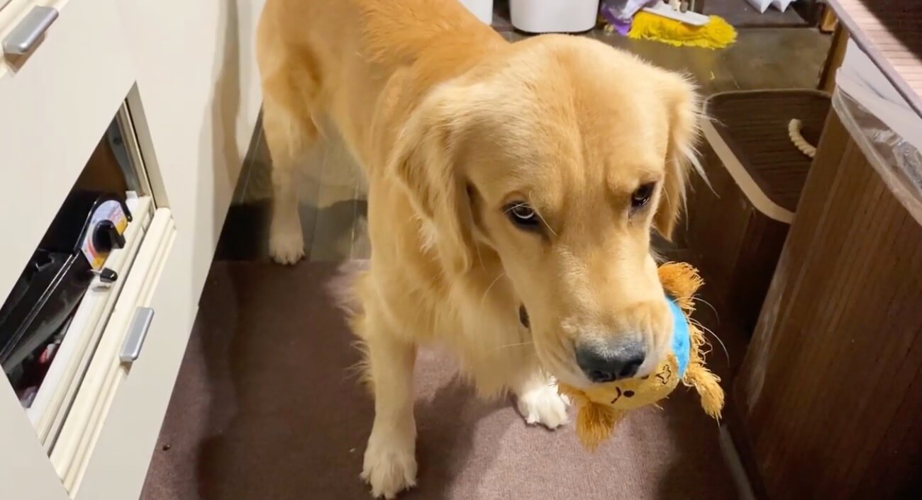 ゴールデンレトリーバー,動画