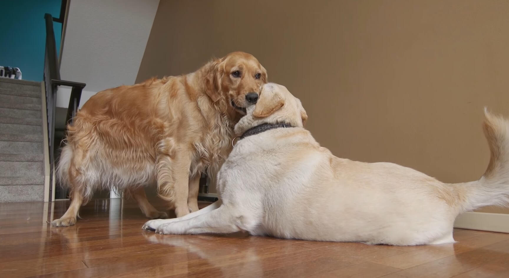 ゴールデンレトリーバー,動画