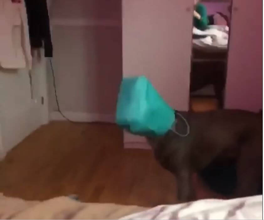 ラブラドールレトリーバー,動画