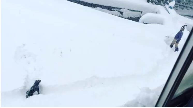 ラブラドールレトリーバー,動画