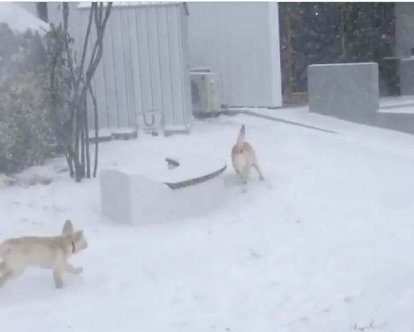 ラブラドールレトリーバー,動画