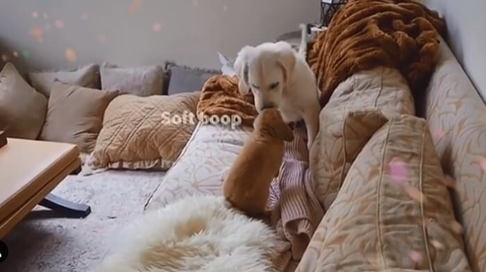 ゴールデンレトリーバー,動画