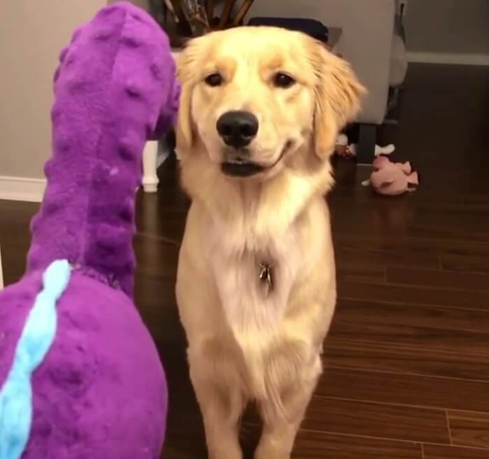 ゴールデンレトリーバー,動画