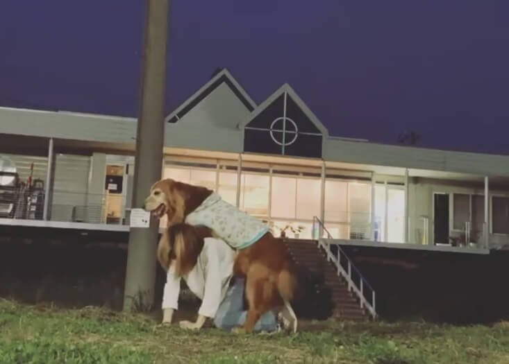 ゴールデンレトリーバー,動画