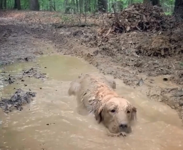 ゴールデンレトリーバー,動画