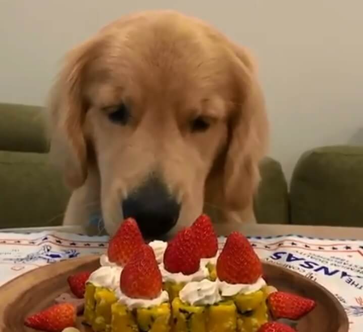 ゴールデンレトリーバー,動画