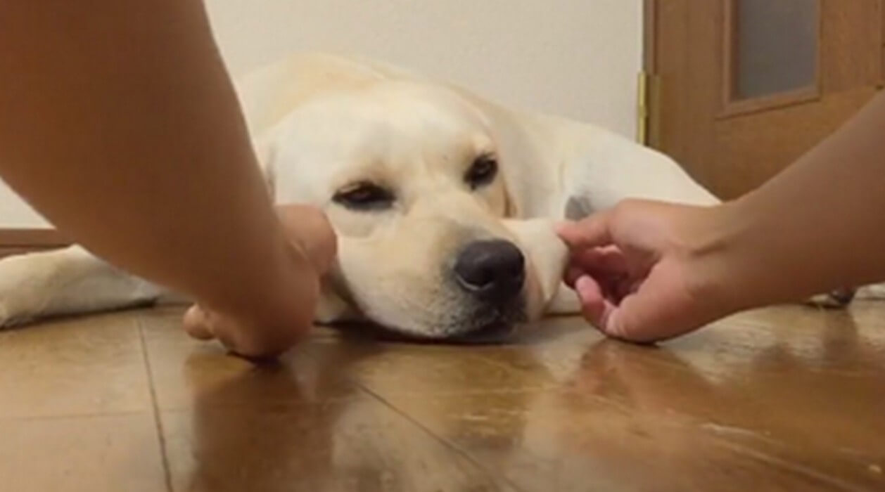 ラブラドールレトリーバー,動画