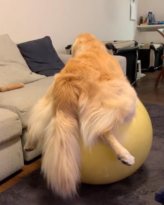 ゴールデンレトリーバー,動画