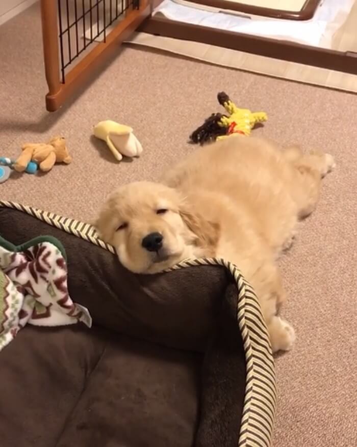 ゴールデンレトリーバー,動画