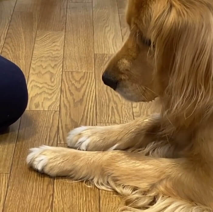 ゴールデンレトリーバー,動画