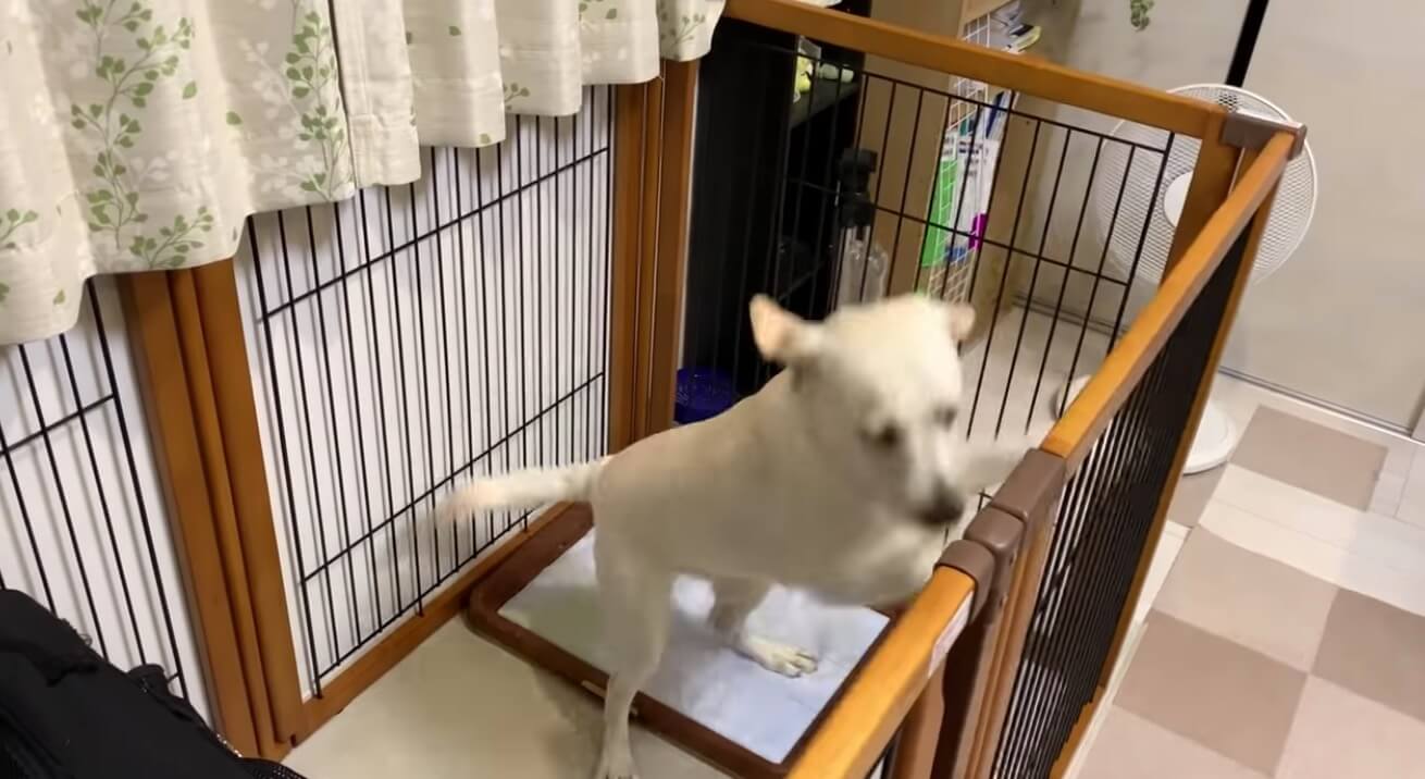 ラブラドールレトリーバー,動画