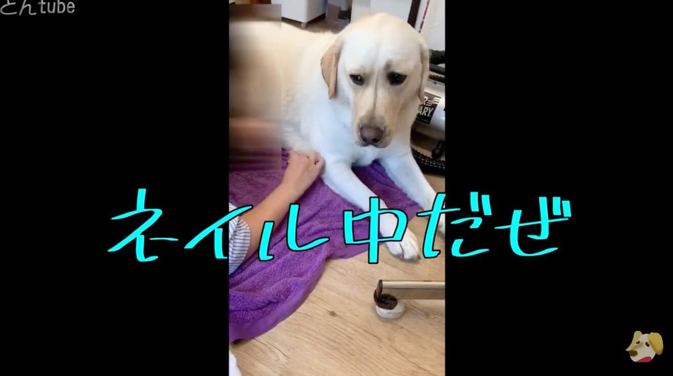 ラブラドールレトリーバー,動画