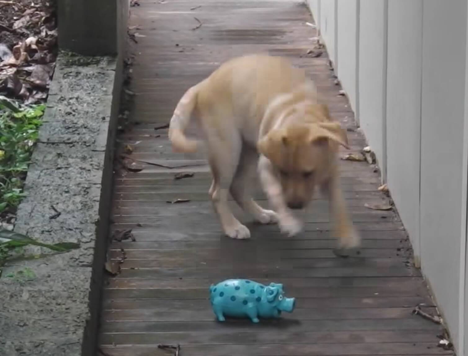 ラブラドールレトリーバー,動画