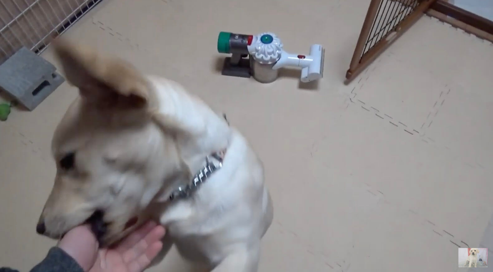 ラブラドールレトリーバー,動画