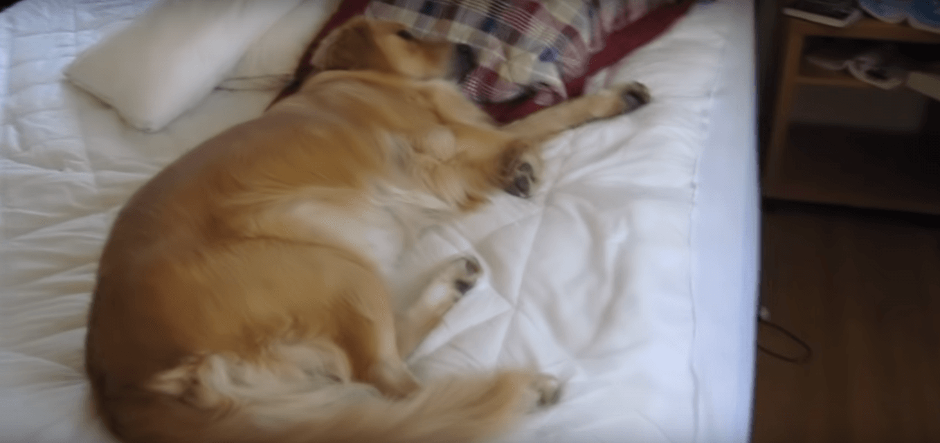 ゴールデンレトリーバー,動画