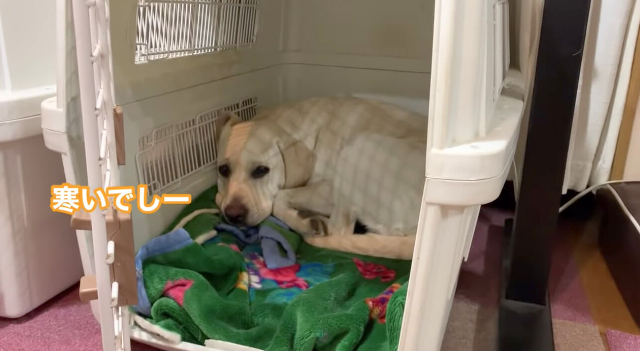 ラブラドールレトリーバー,動画