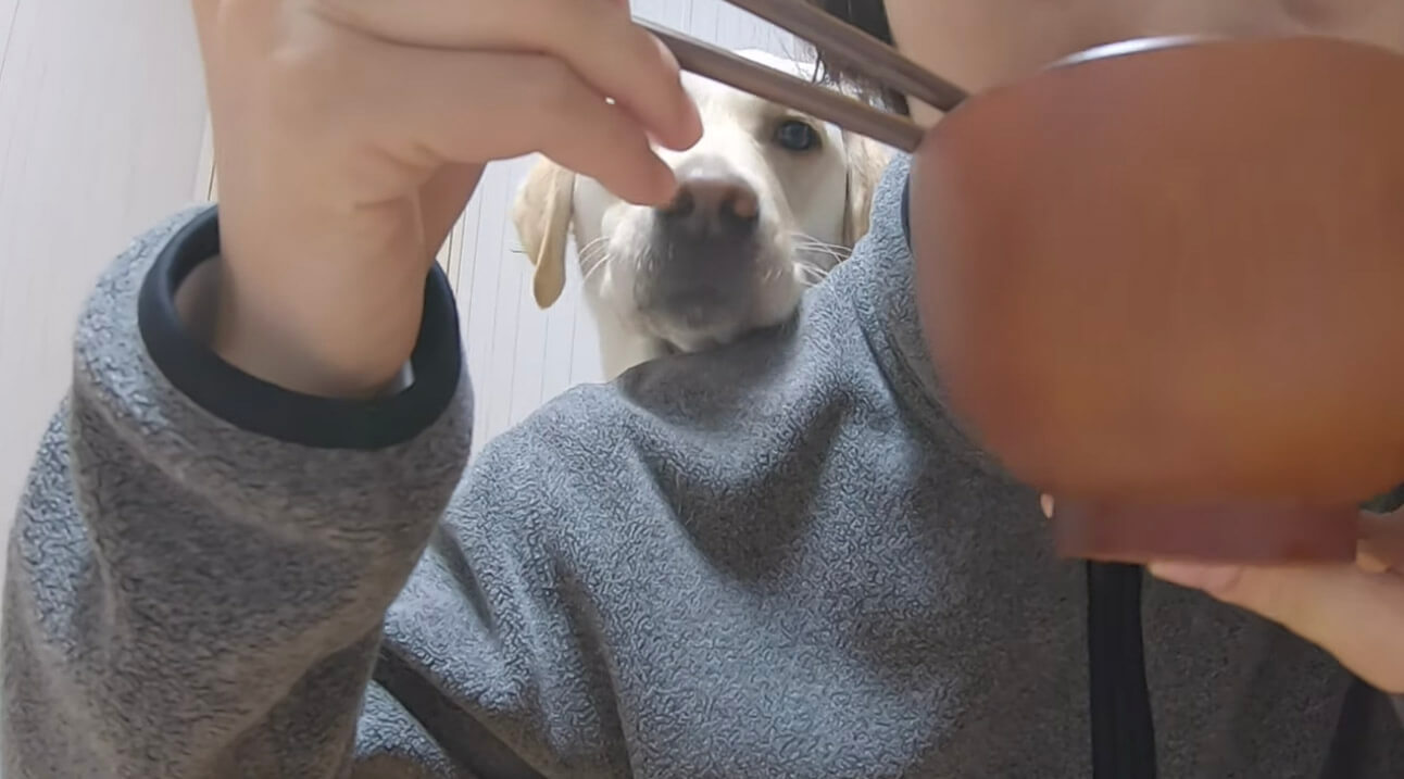 ラブラドールレトリーバー,動画