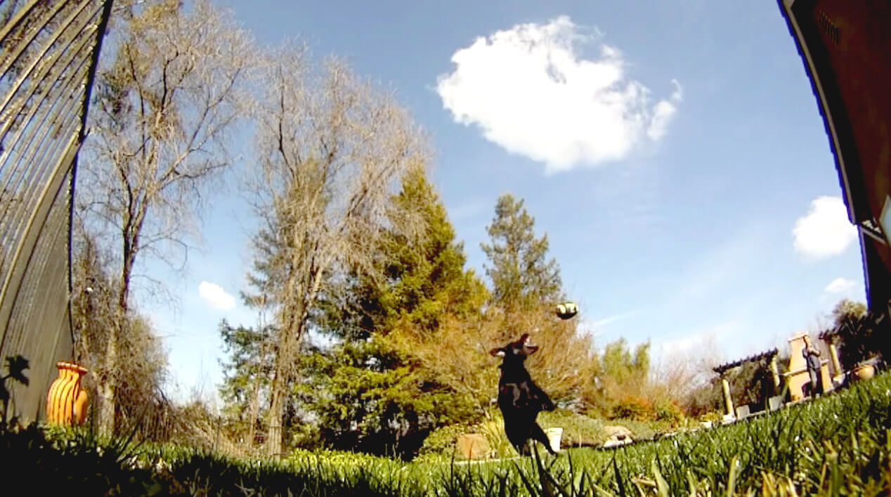 ラブラドールレトリーバー,動画