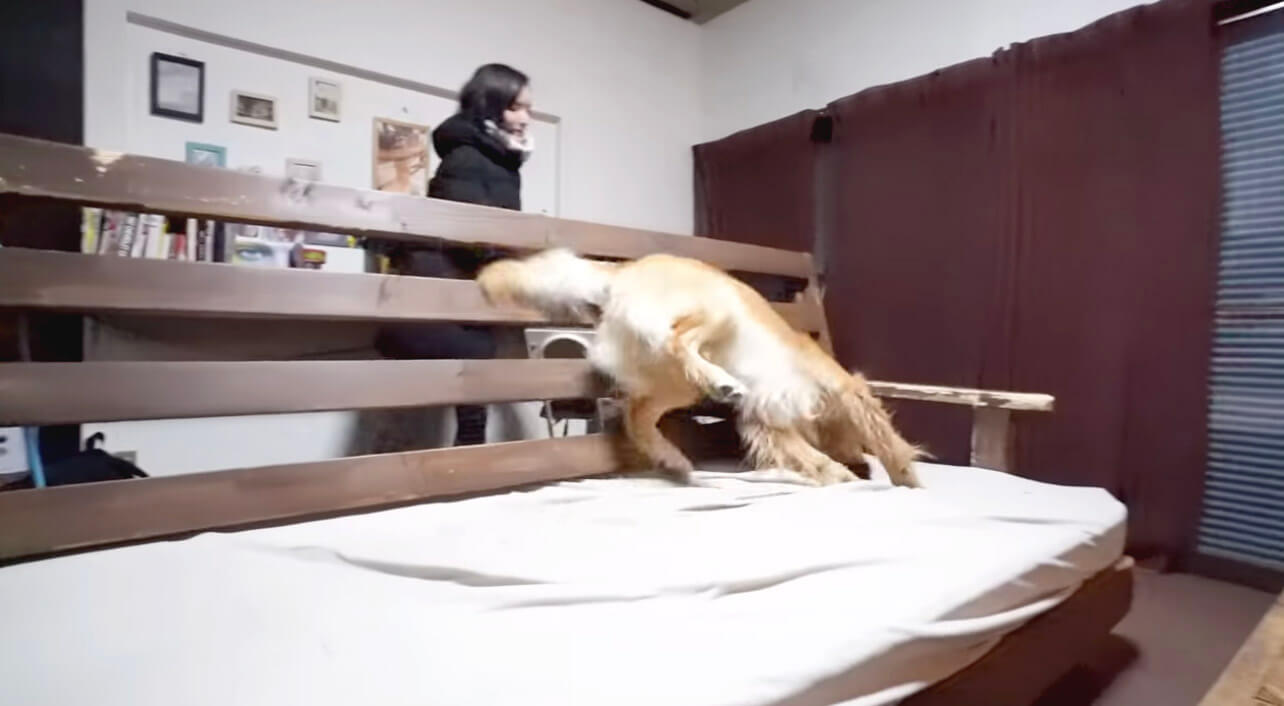 ゴールデンレトリーバー,動画