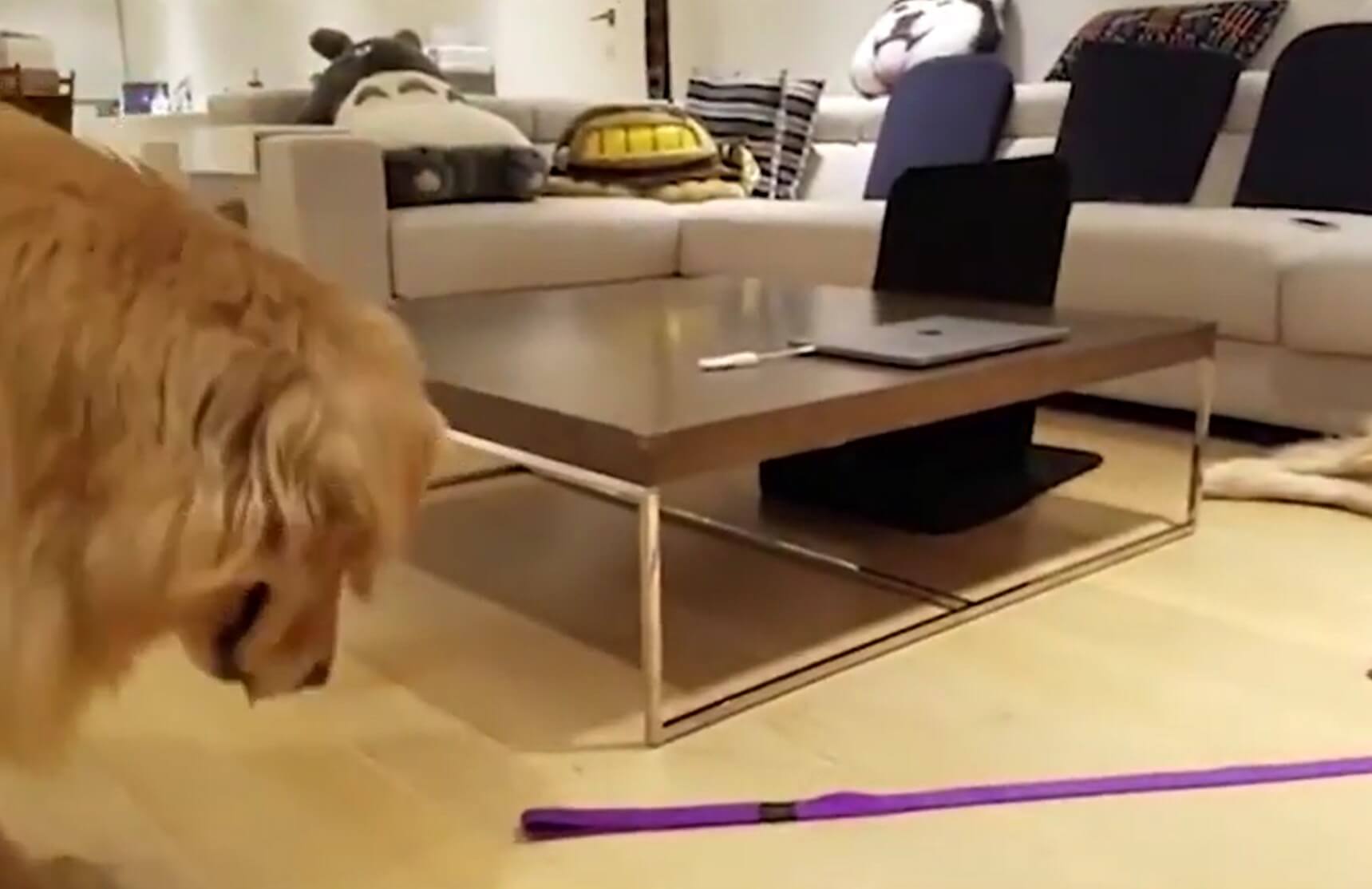 ゴールデンレトリーバー,動画