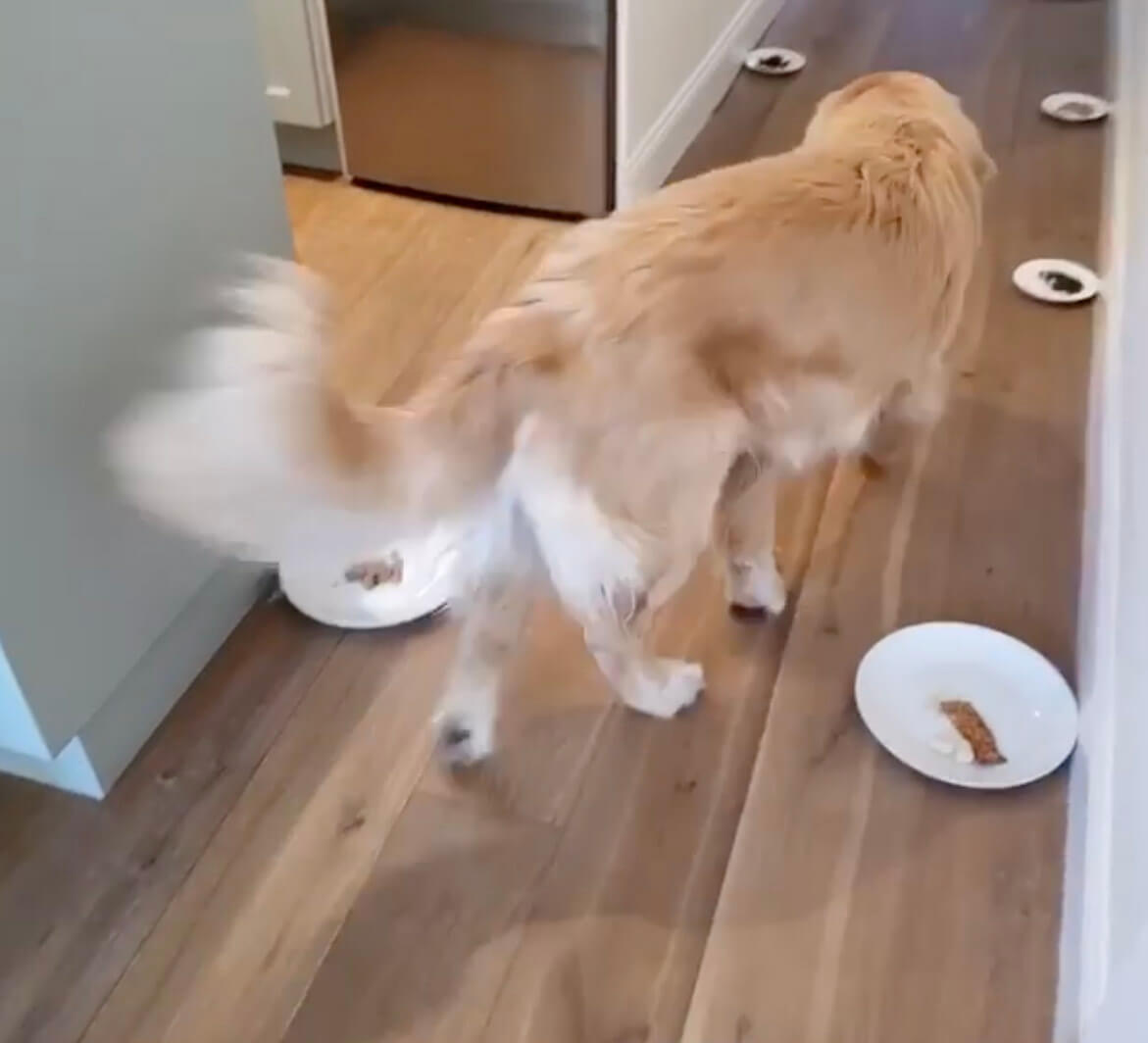 ゴールデンレトリーバー,動画