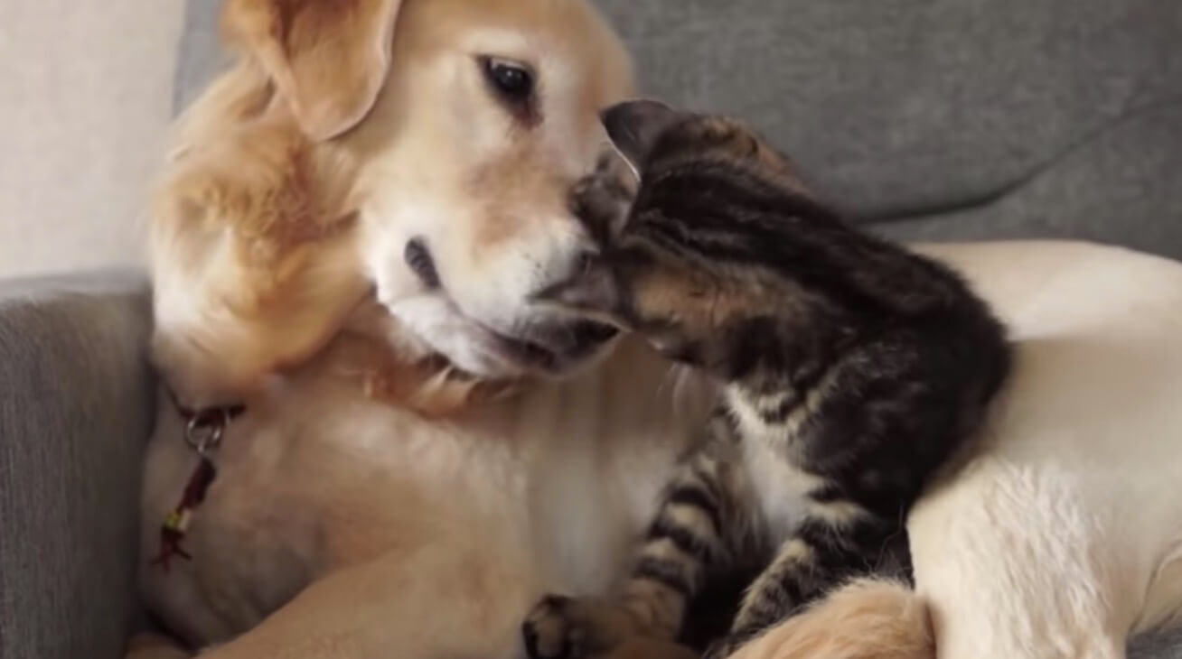 ゴールデンレトリーバー,動画