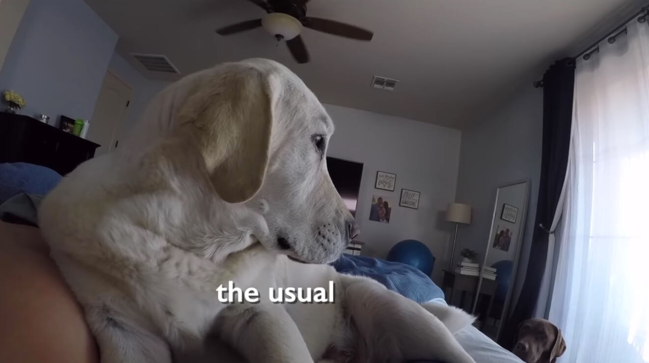 ラブラドールレトリーバー,動画