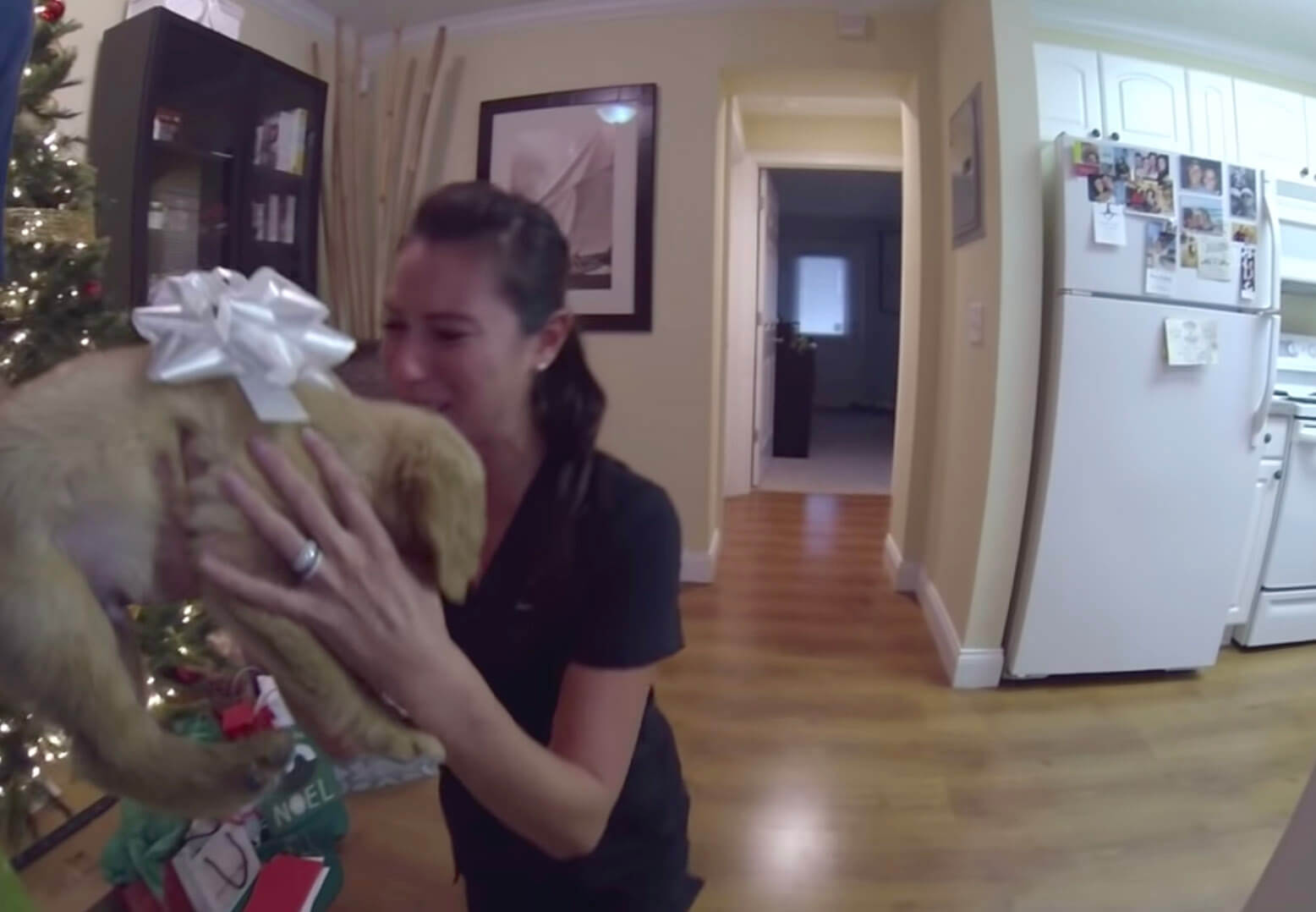 ゴールデンレトリーバー,動画