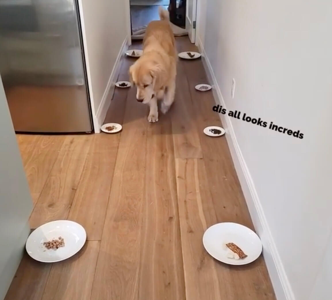 ゴールデンレトリーバー,動画