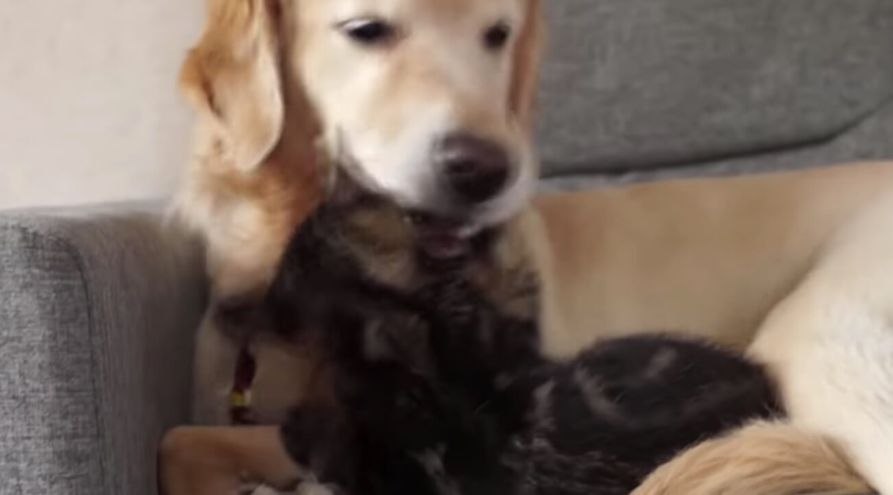 ゴールデンレトリーバー,動画