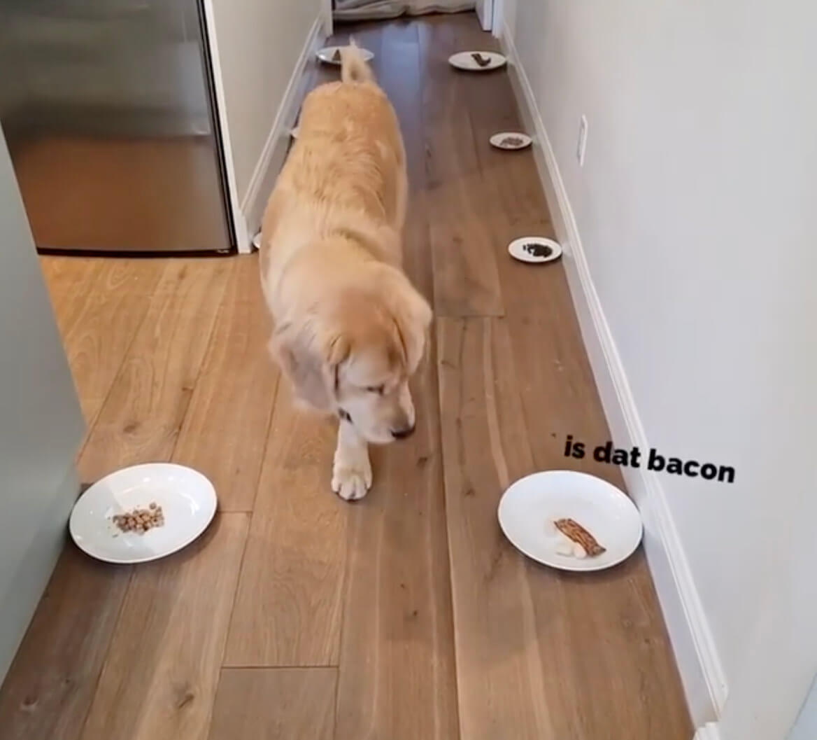 ゴールデンレトリーバー,動画