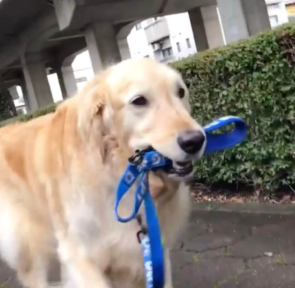 ゴールデンレトリーバー,動画